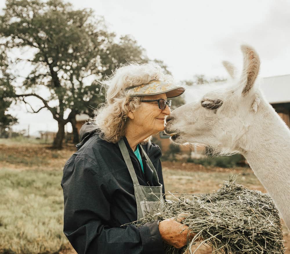 Host feeding hay to a llama