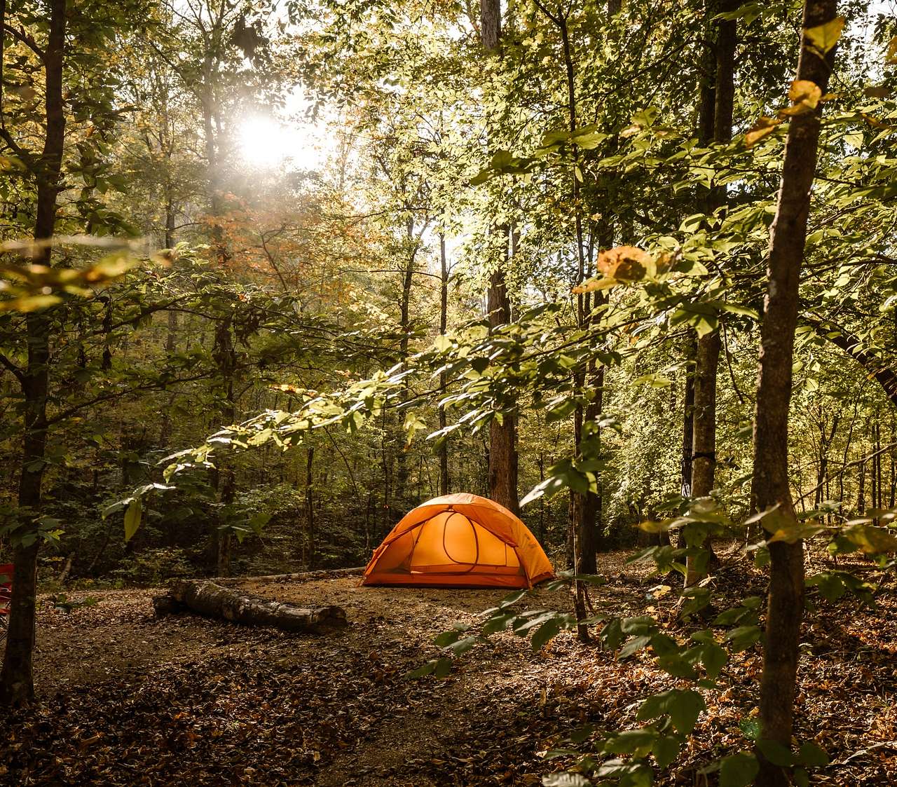 Orange tent in a sunlit forest