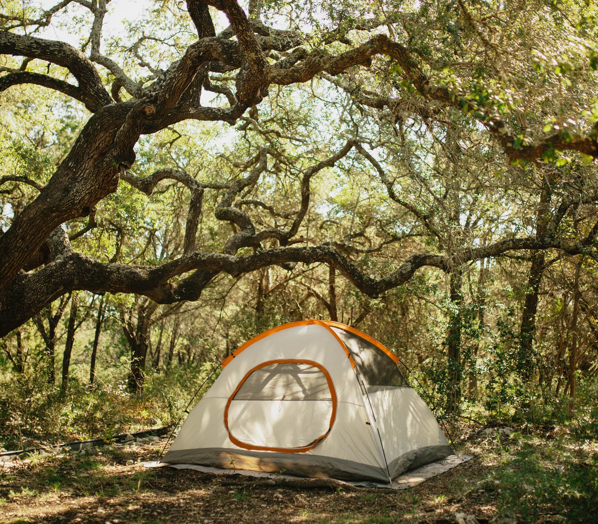 Tent pitched beneath a sprawling oak tree