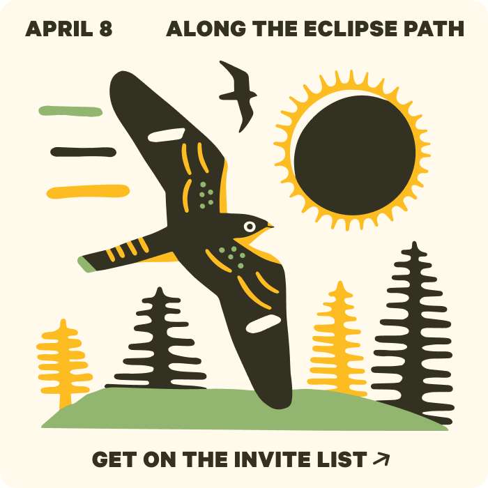 hand drawing of bird flying past a total solar eclipse