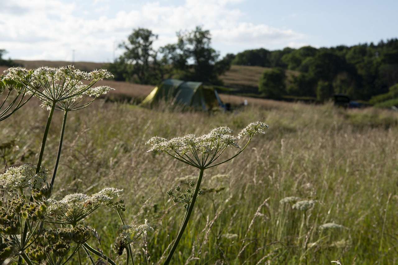 Walkmill Campsite