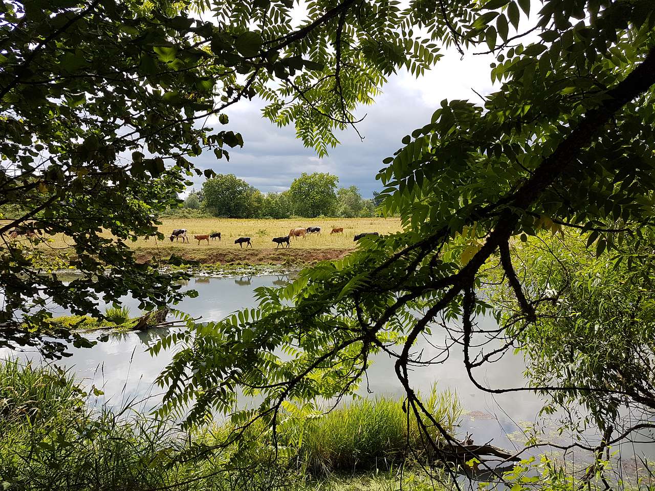 Cow neighbors