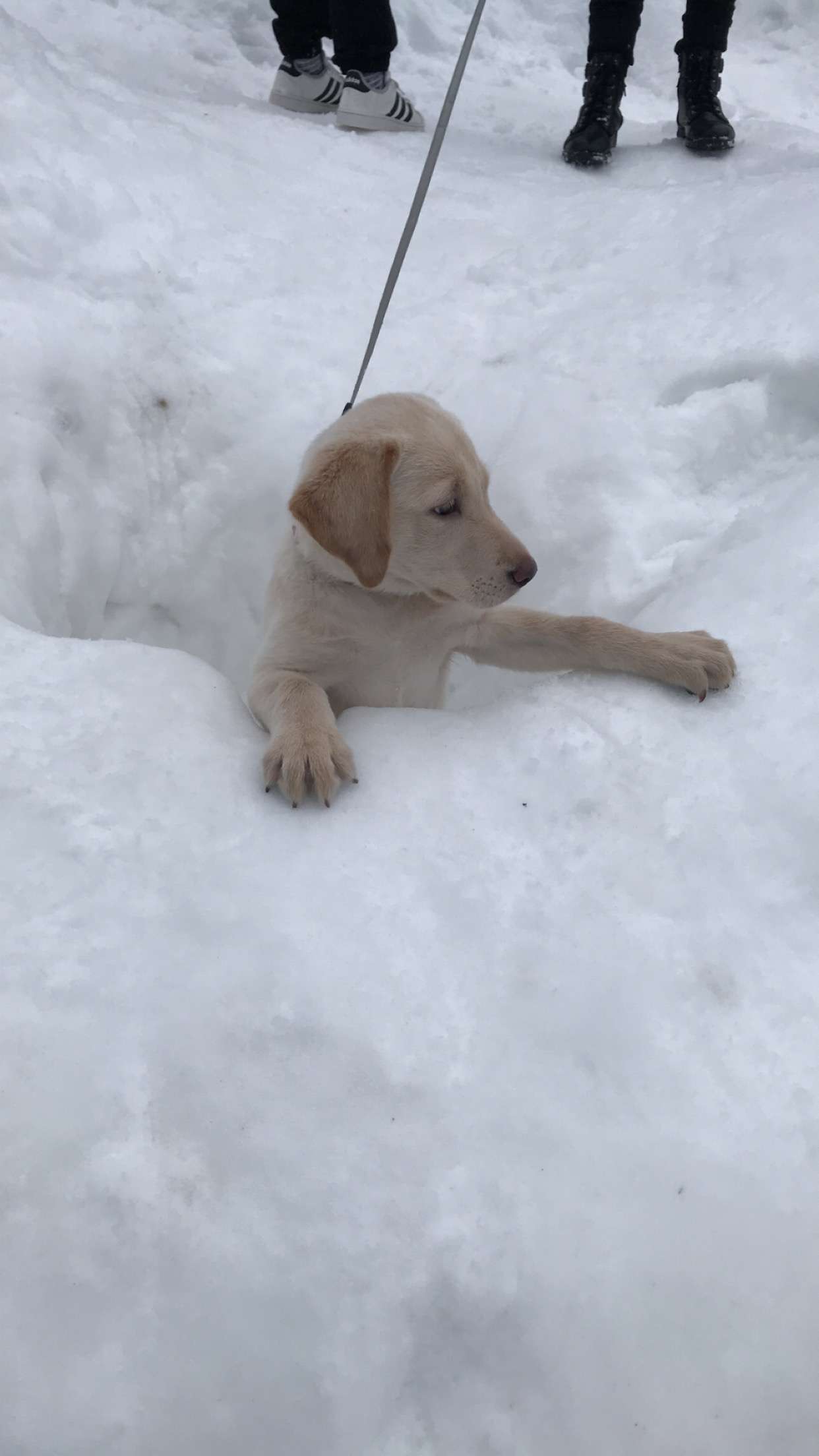 Even puppies like to camp. 