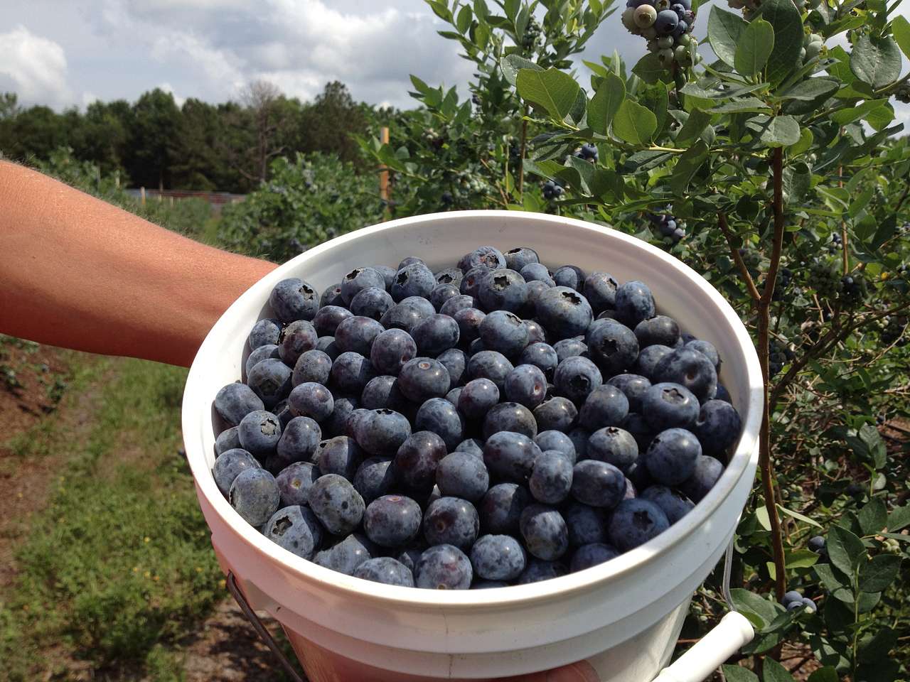 A perfect bucket!