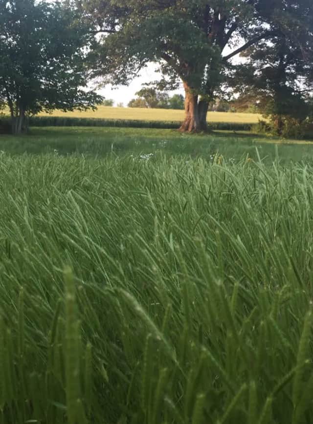 Take walks around the farm. Have a picnic under a shade tree.