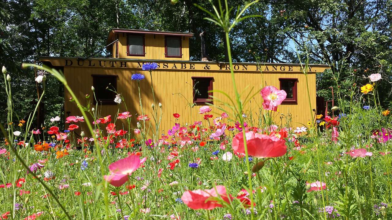 The wildflowers in full bloom just outside the caboose