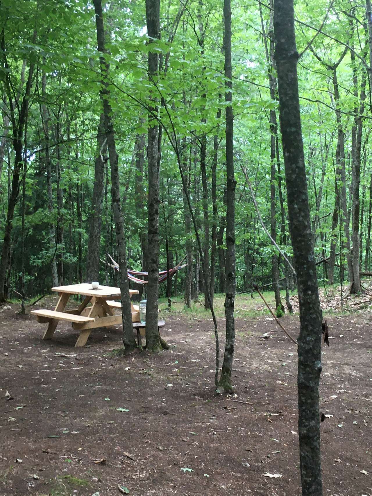 Wooded campsite 