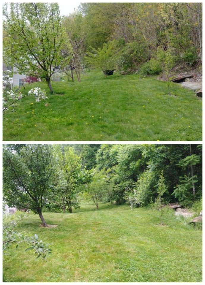 Fruit trees