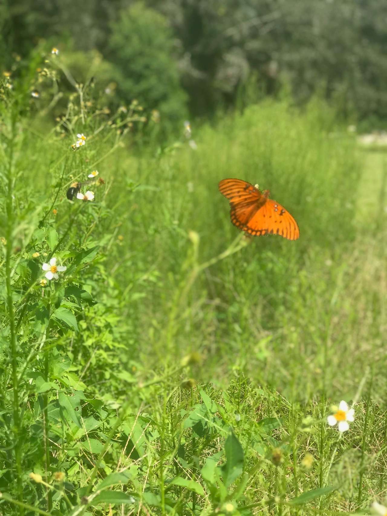 Butterfly and bee pollinating during a beautiful summer day.