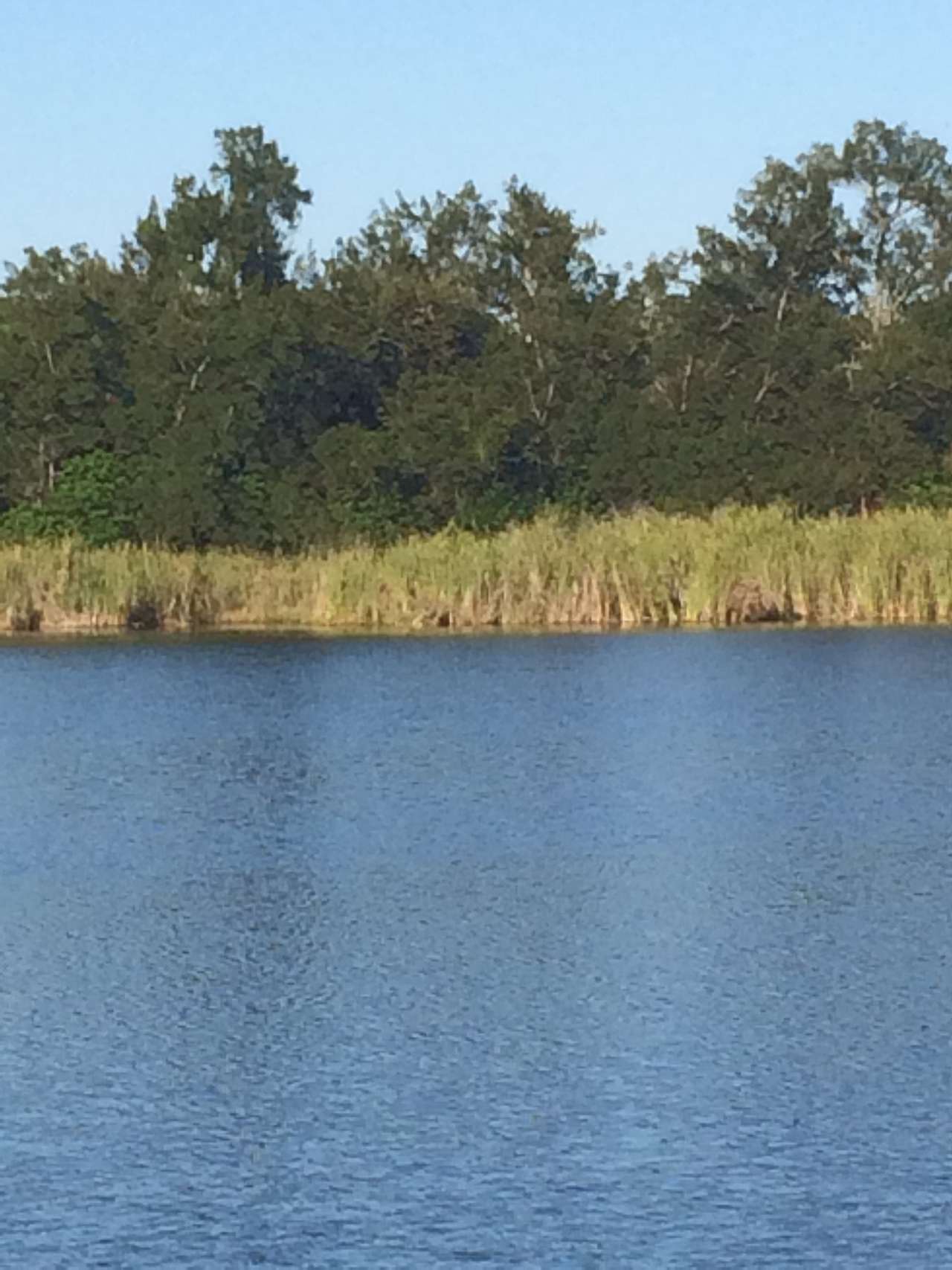 By the Pond...