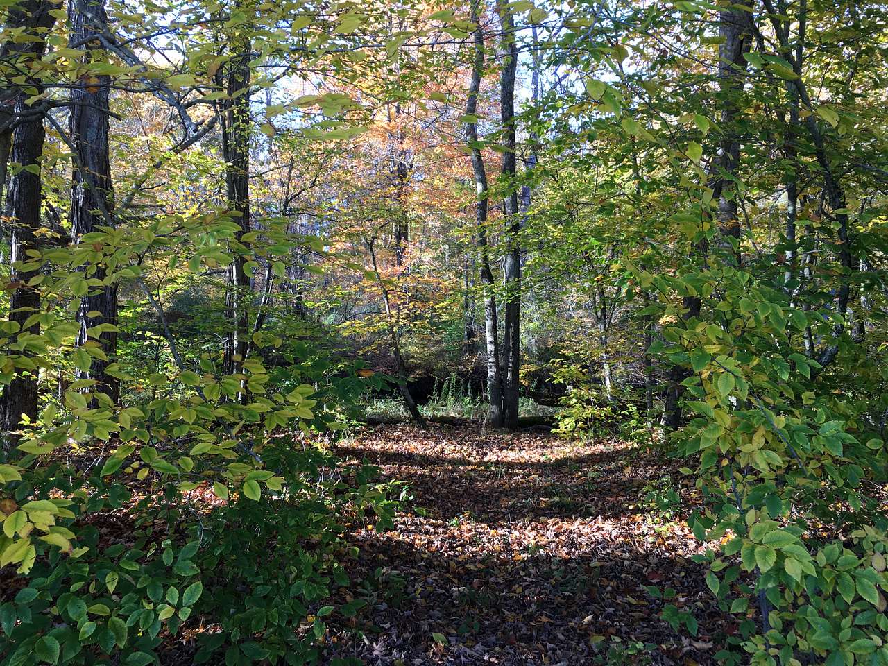 Camping along the Dyberry Creek
