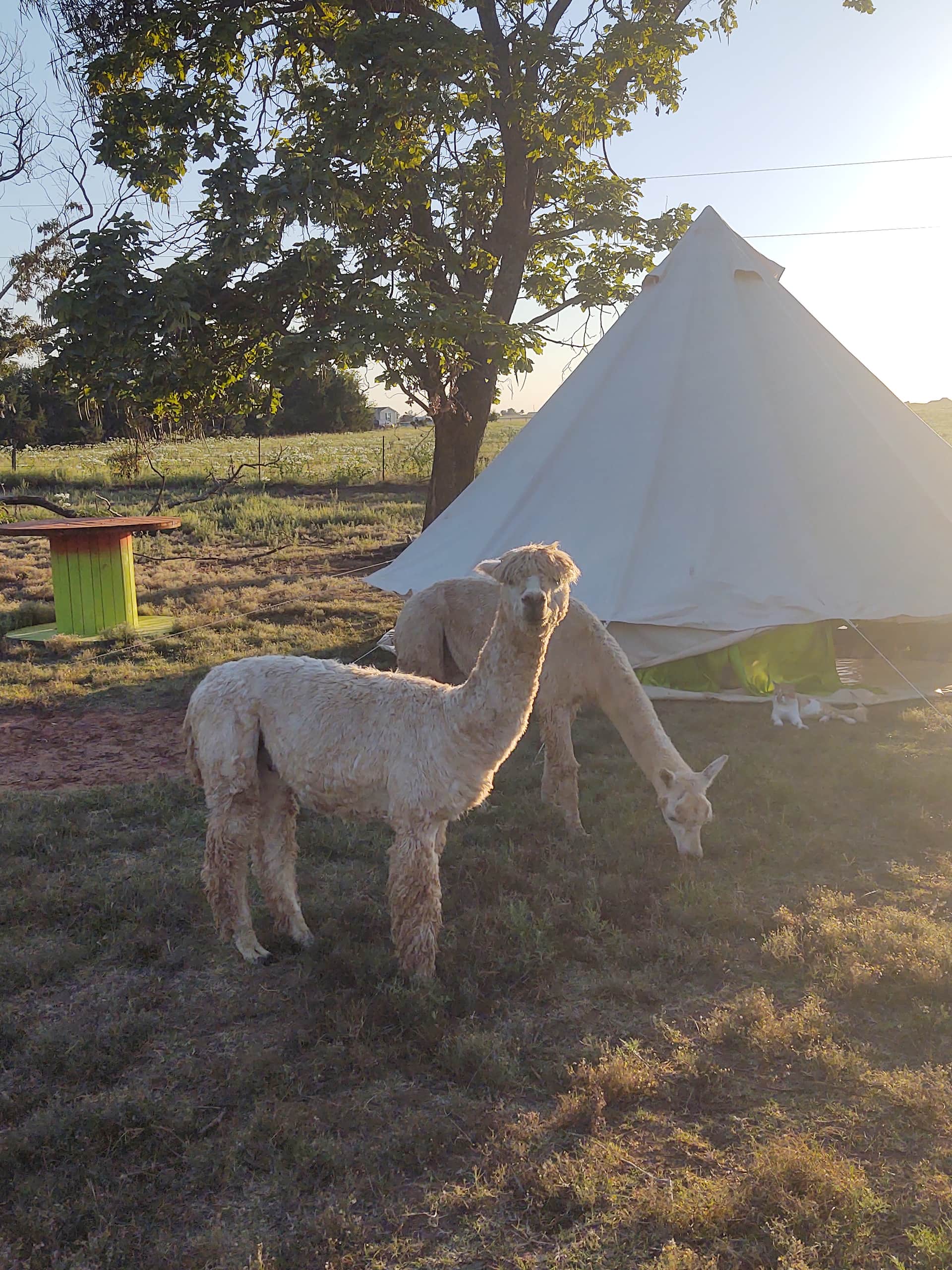 alpaca camping