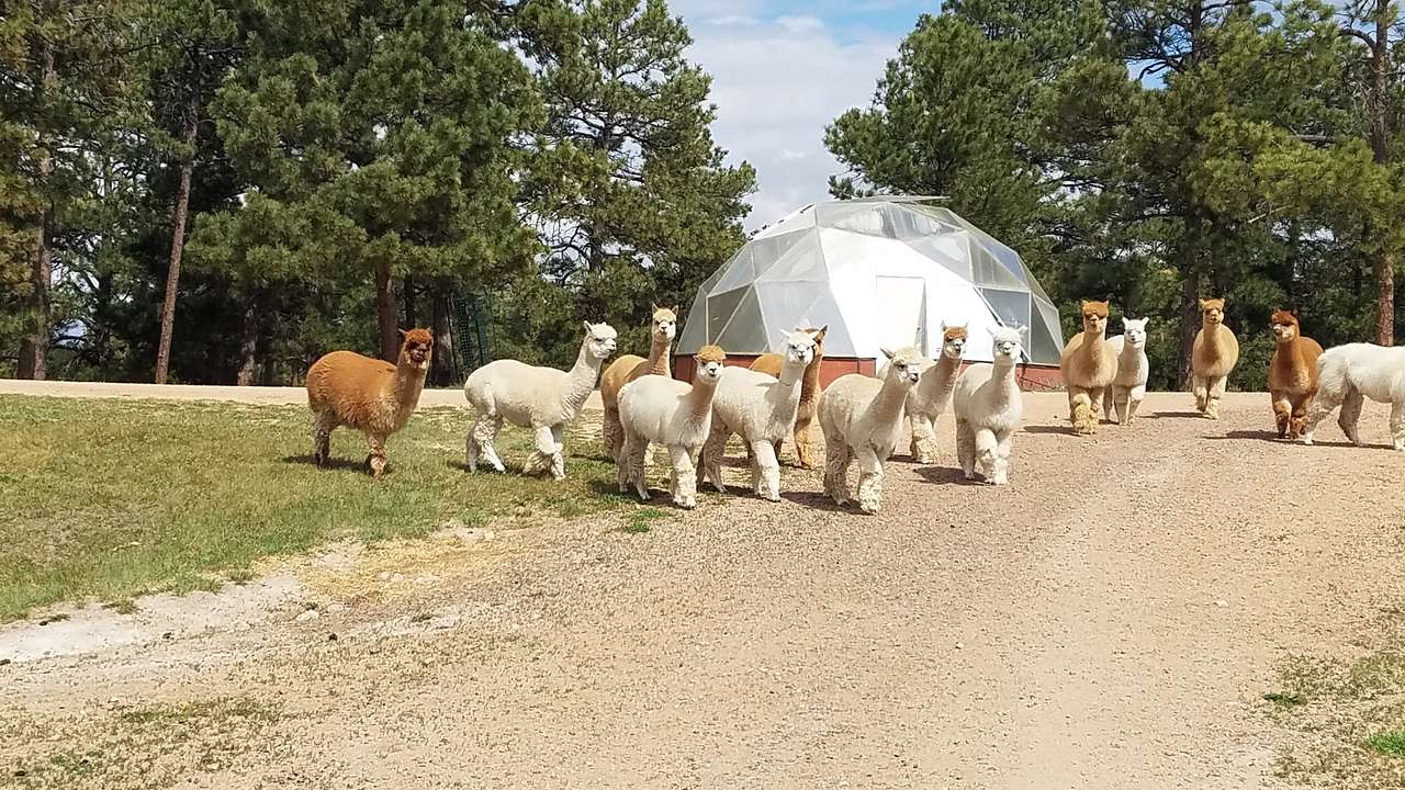 Falkor Ranch