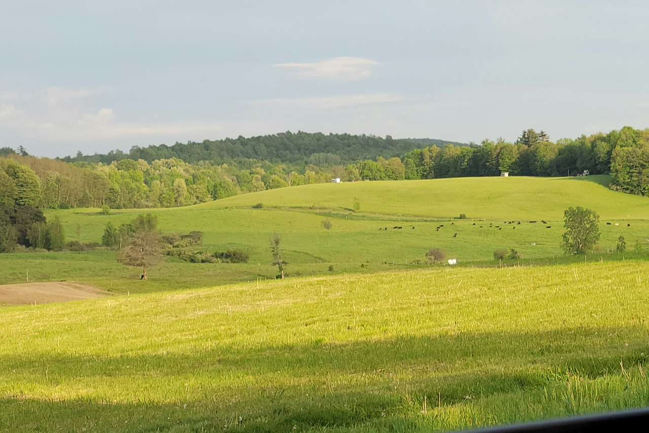 Archdale Meadows