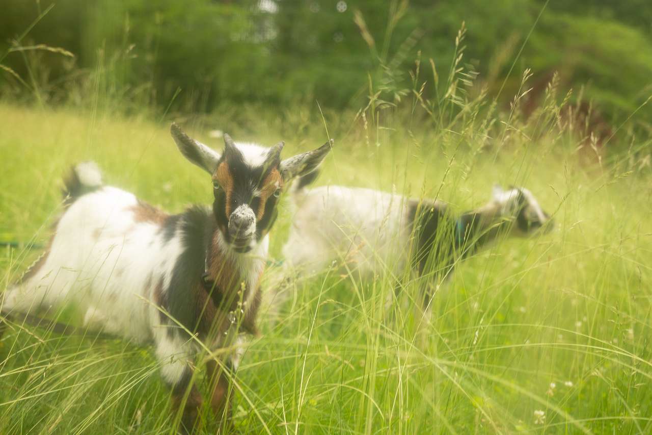 Our helpful little goats, Rambo & Yari, munching on the overgrown grass