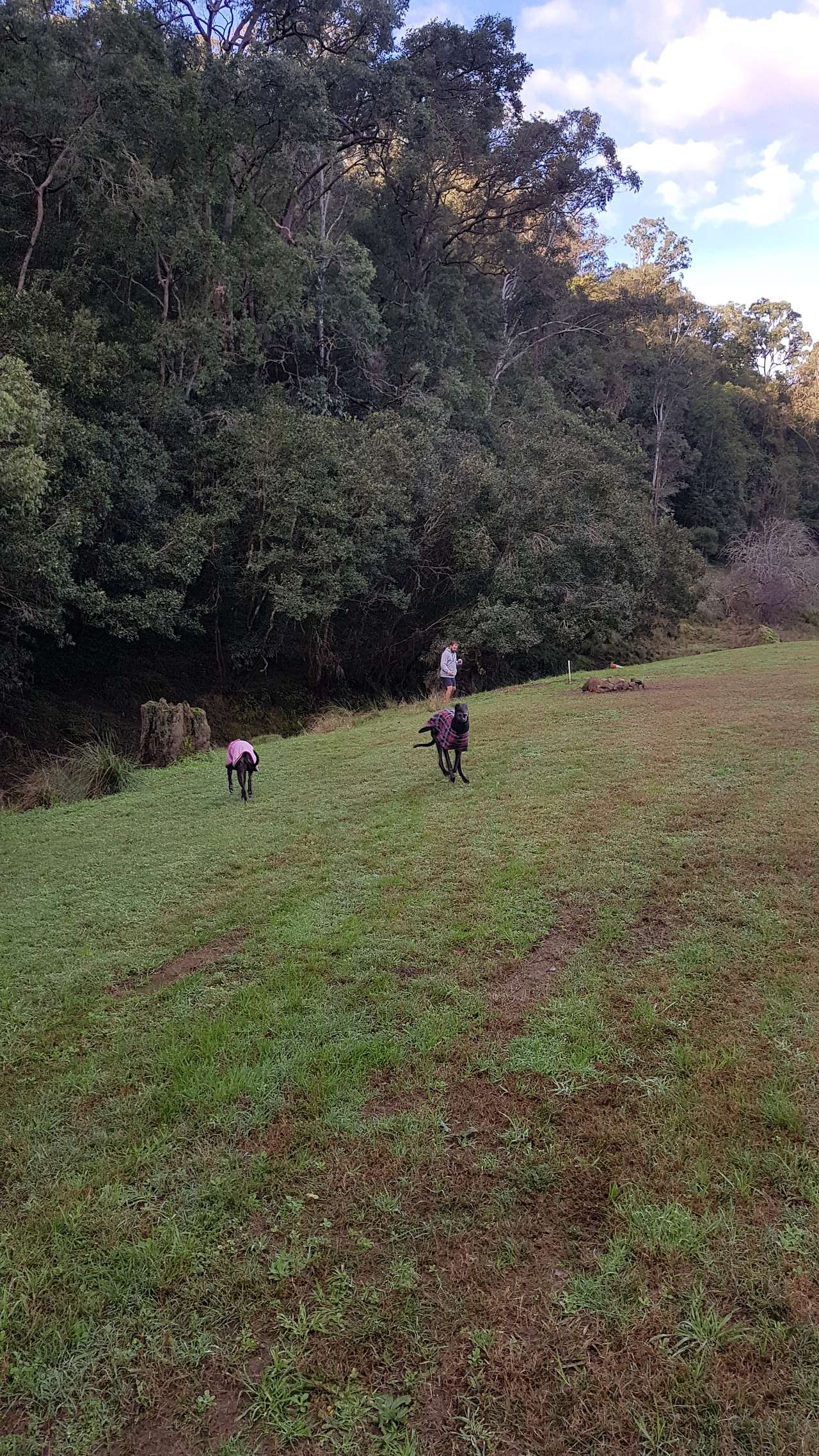 Dogs loved running around 