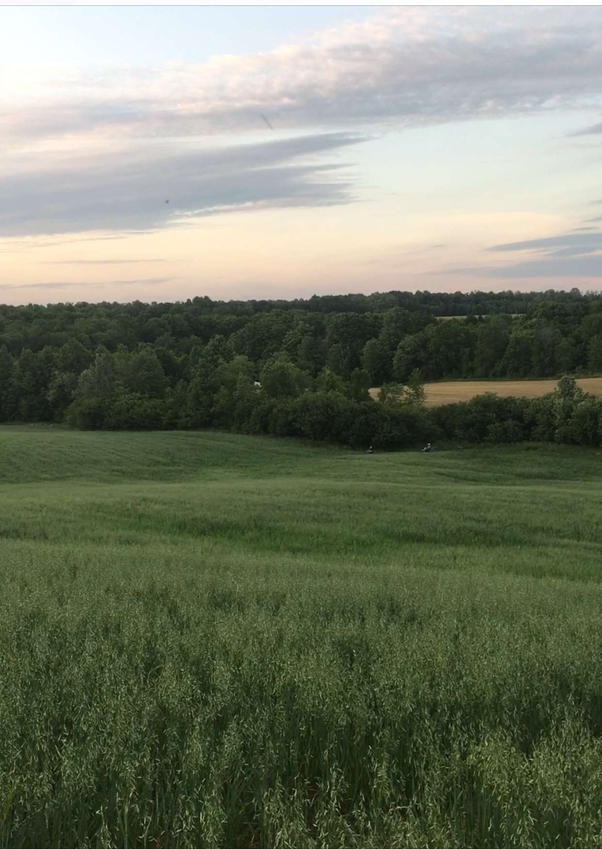 Rowley's Saugeen River Adv. Acres