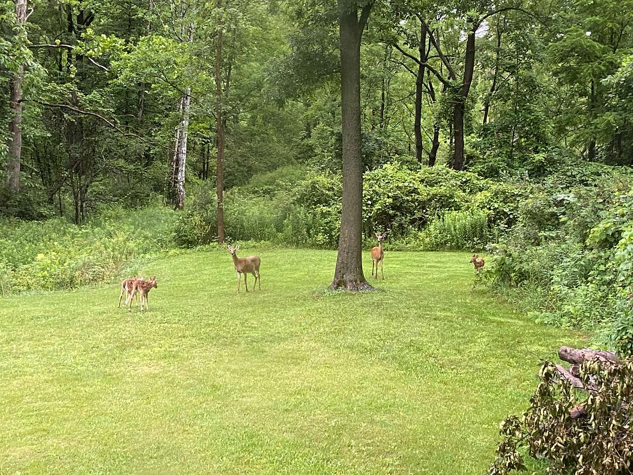 2 adult deer and 4 babies strolling thru our campsite 