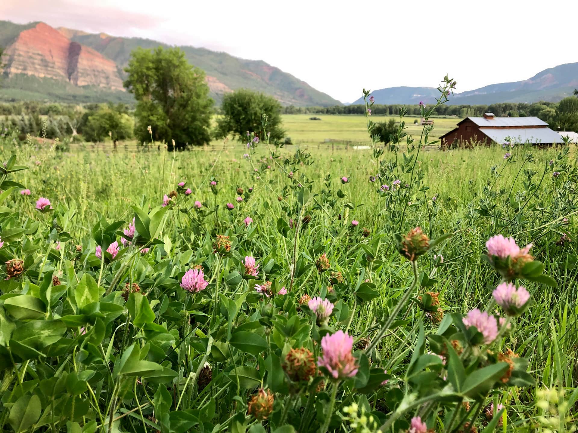gorgeous wildflowers and views!