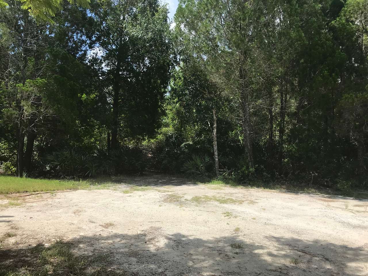 Pine Tree Paradise
