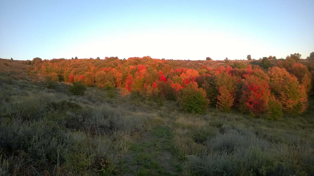 Moonlight Mine Acres