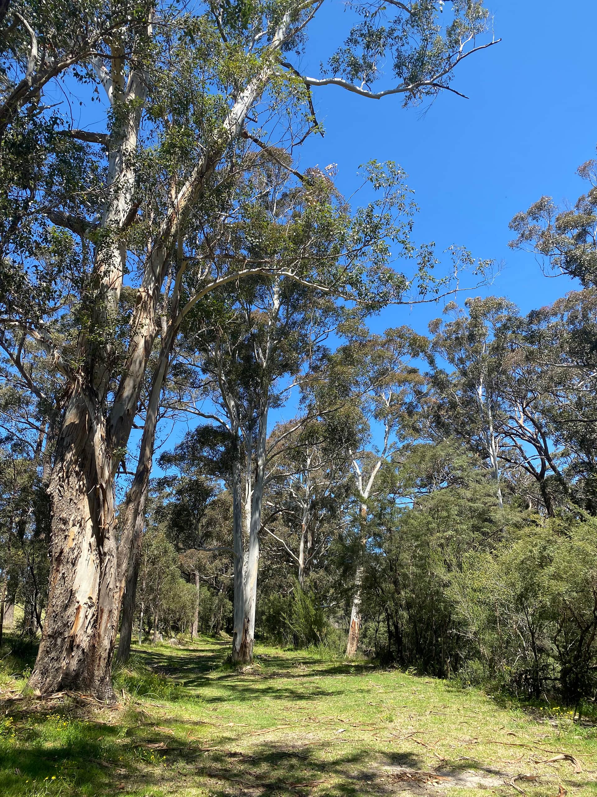 Lots of flat areas to play along the creek bank