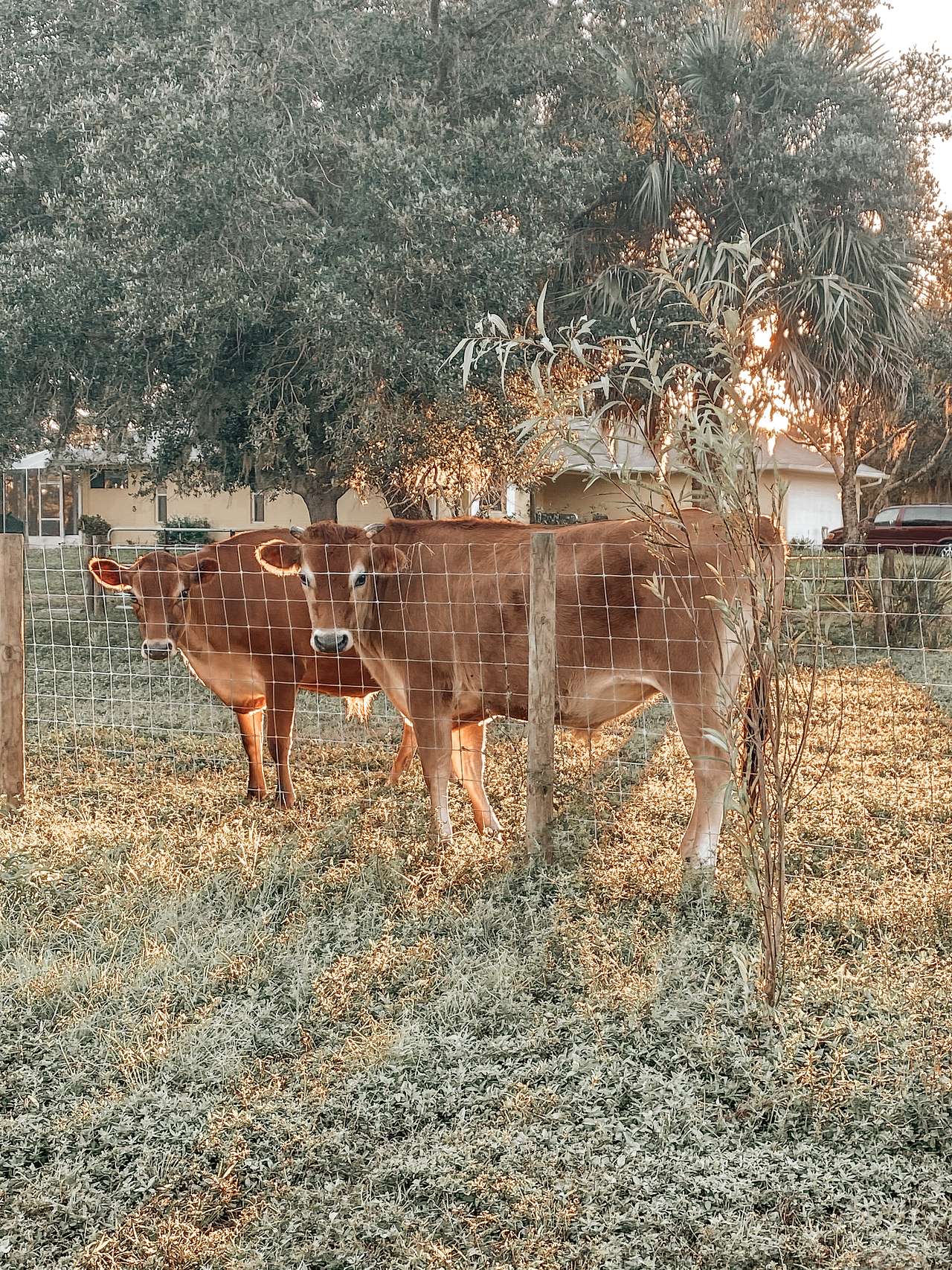 Beautiful cows next door.