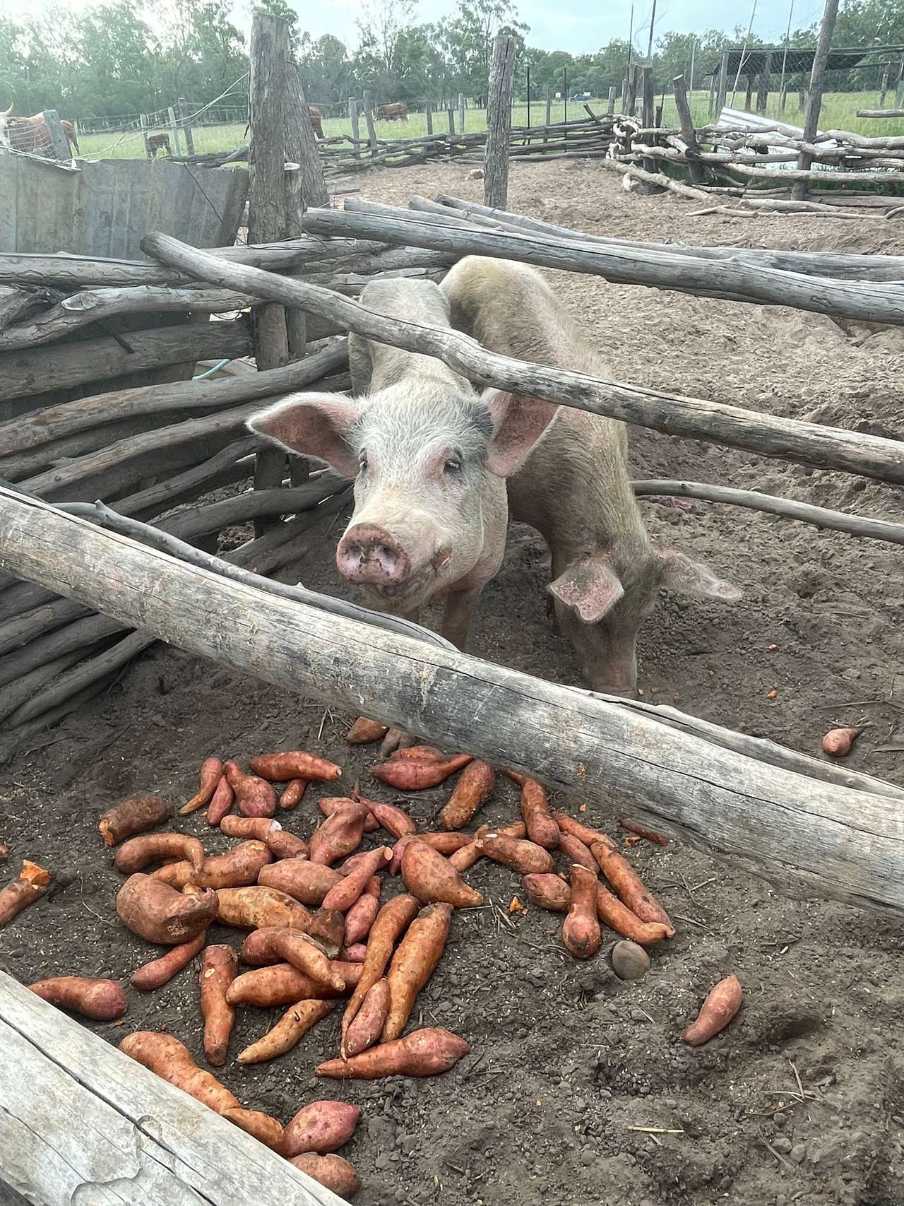 Animal  feeding time with the pigs, cows, goats, sheep, Guinea pigs, chickens and their beautiful dogs. 