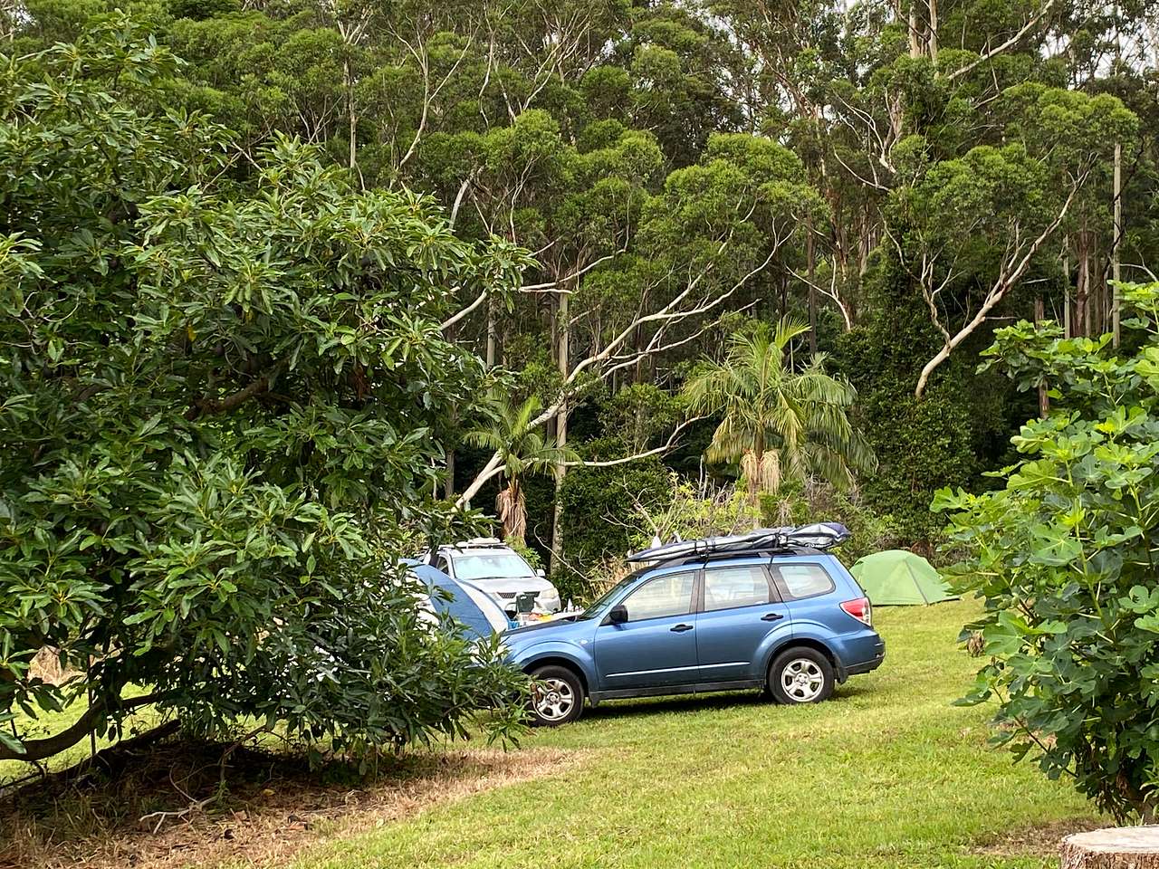 Camping at Fig Tree site - near avocado trees, fig trees and a nectarine tree.
