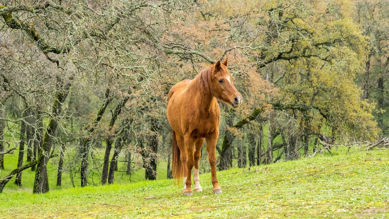 Ascension Ranch