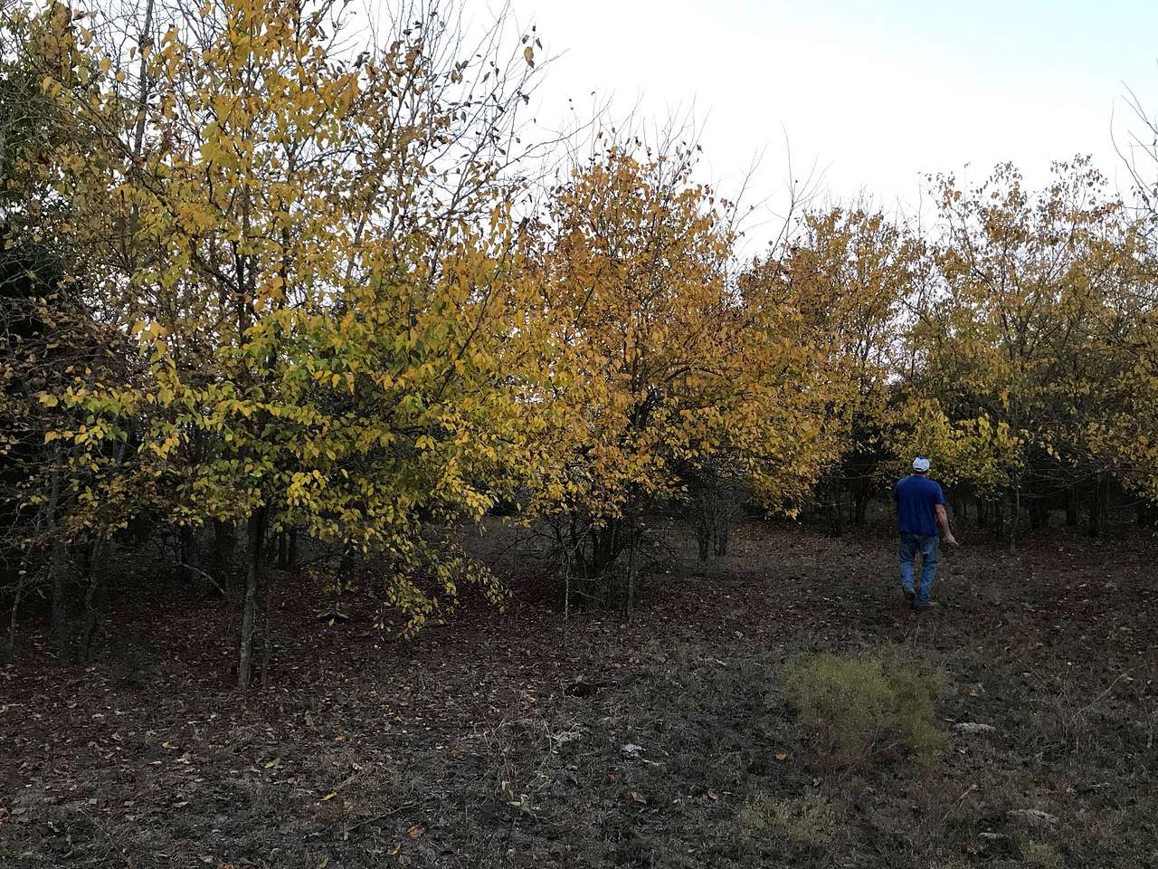 Rebecca W.’s Land