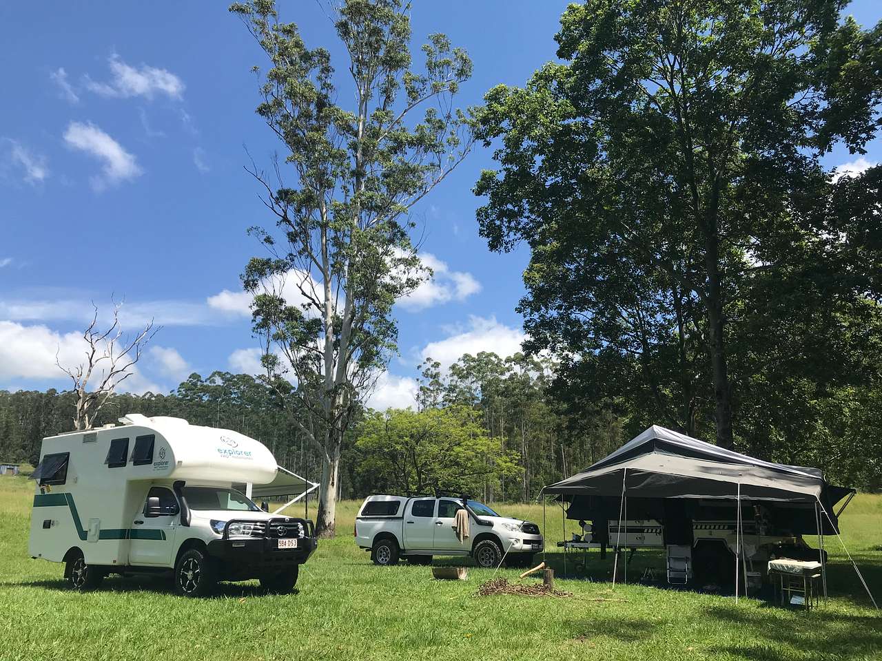 Beautiful trees with plenty of grass.