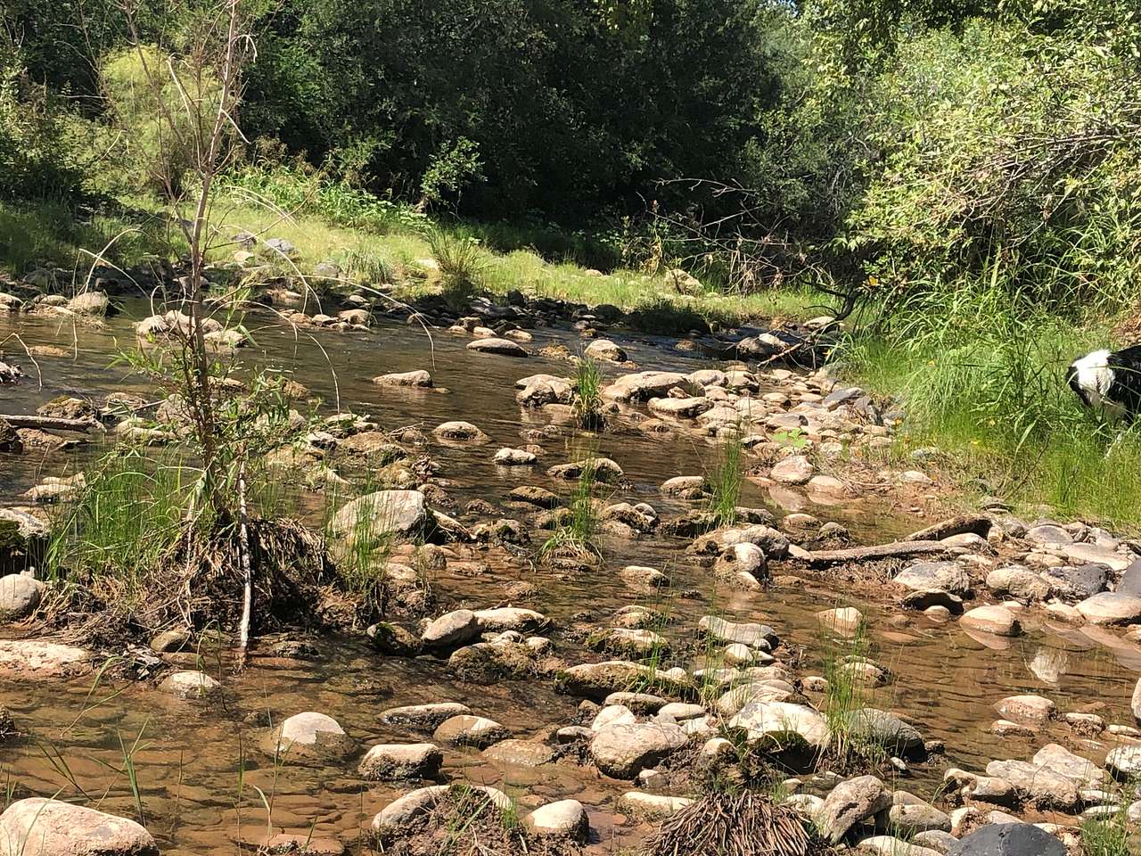 Beaver Creek Oasis