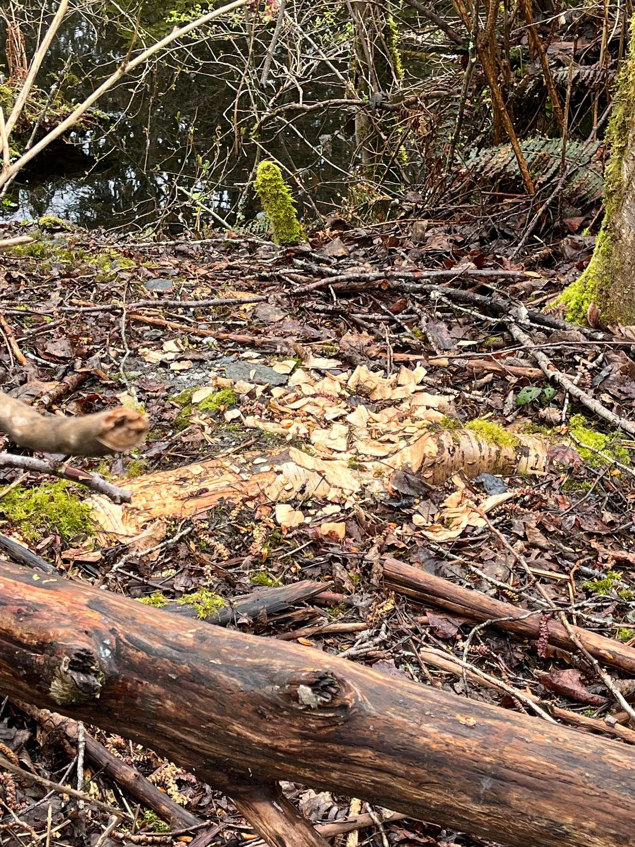 Beaver activity April 2022.