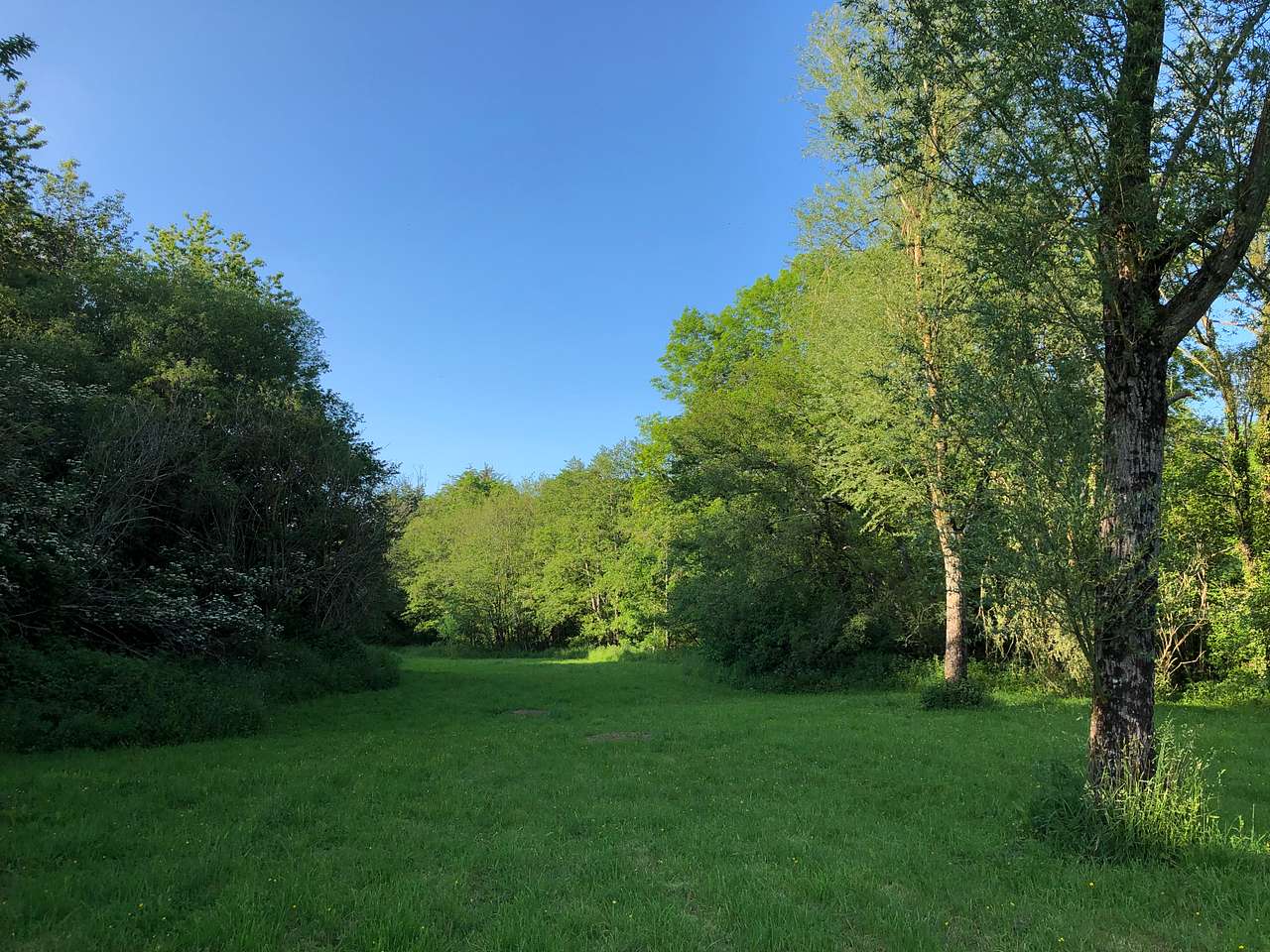 Little Harford Lower Woodland