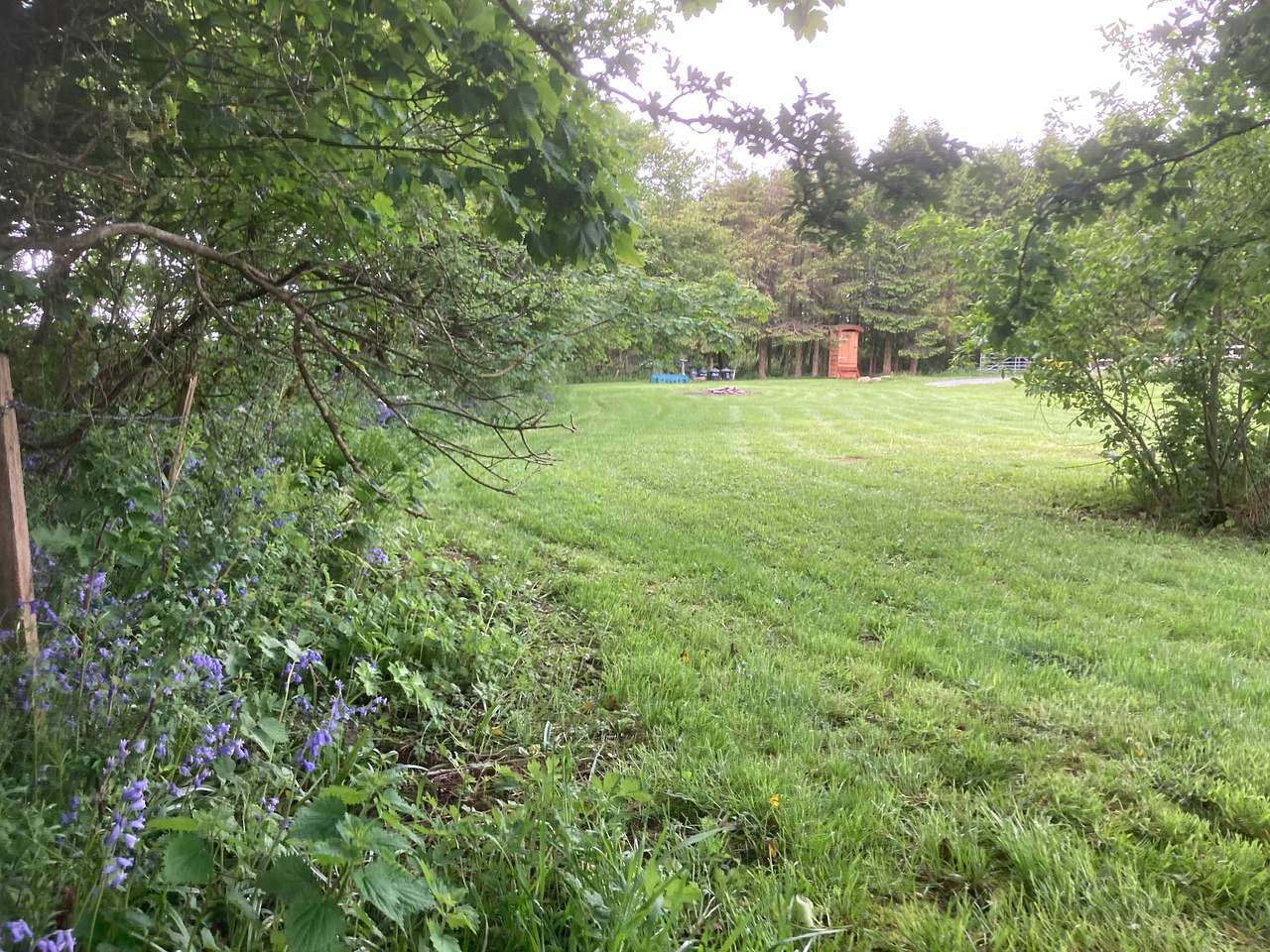 Bluebells in the spring