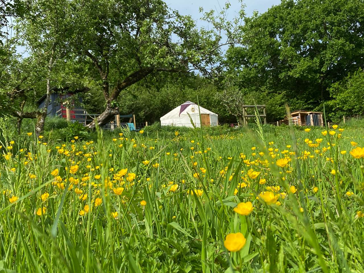 Yurt in the Orchard