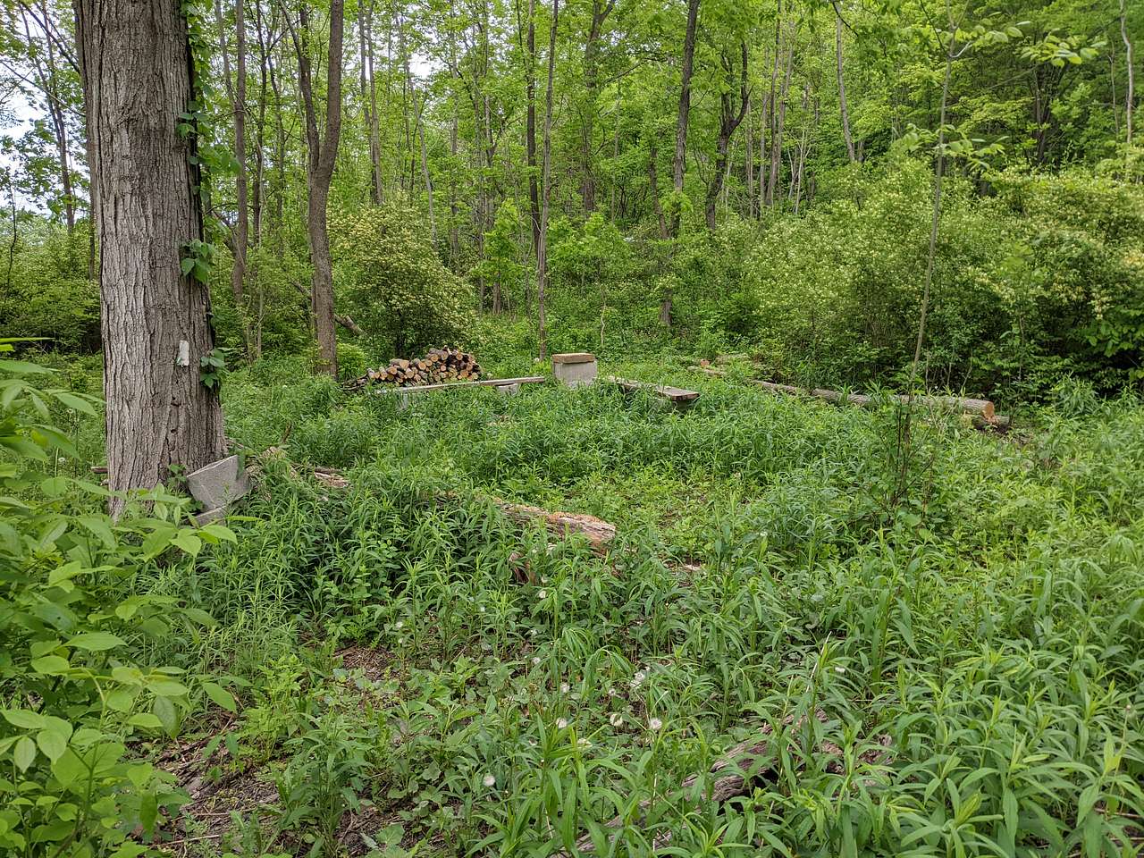Picture of the site
