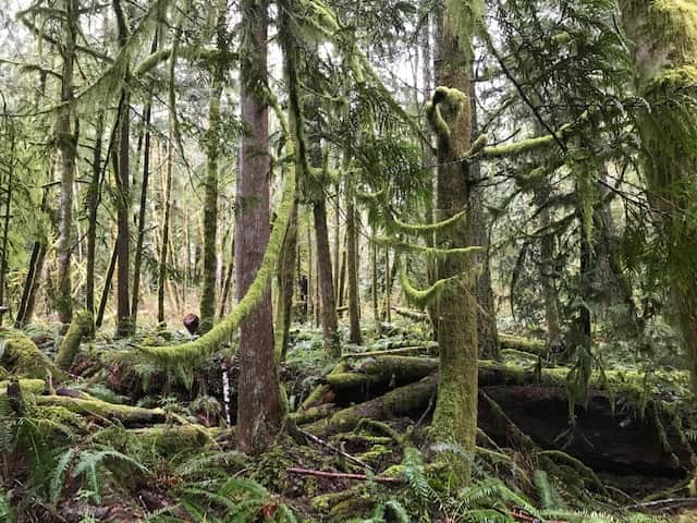 Camp in the sol duc rainforest one mile from the hotsprings park entrance and lake crescent. Enjoy the outdoor covered kitchens an hot showers. Located at mile 35.5 of the Olympic discovery trail. 8 ft by 8 ft tent deck.