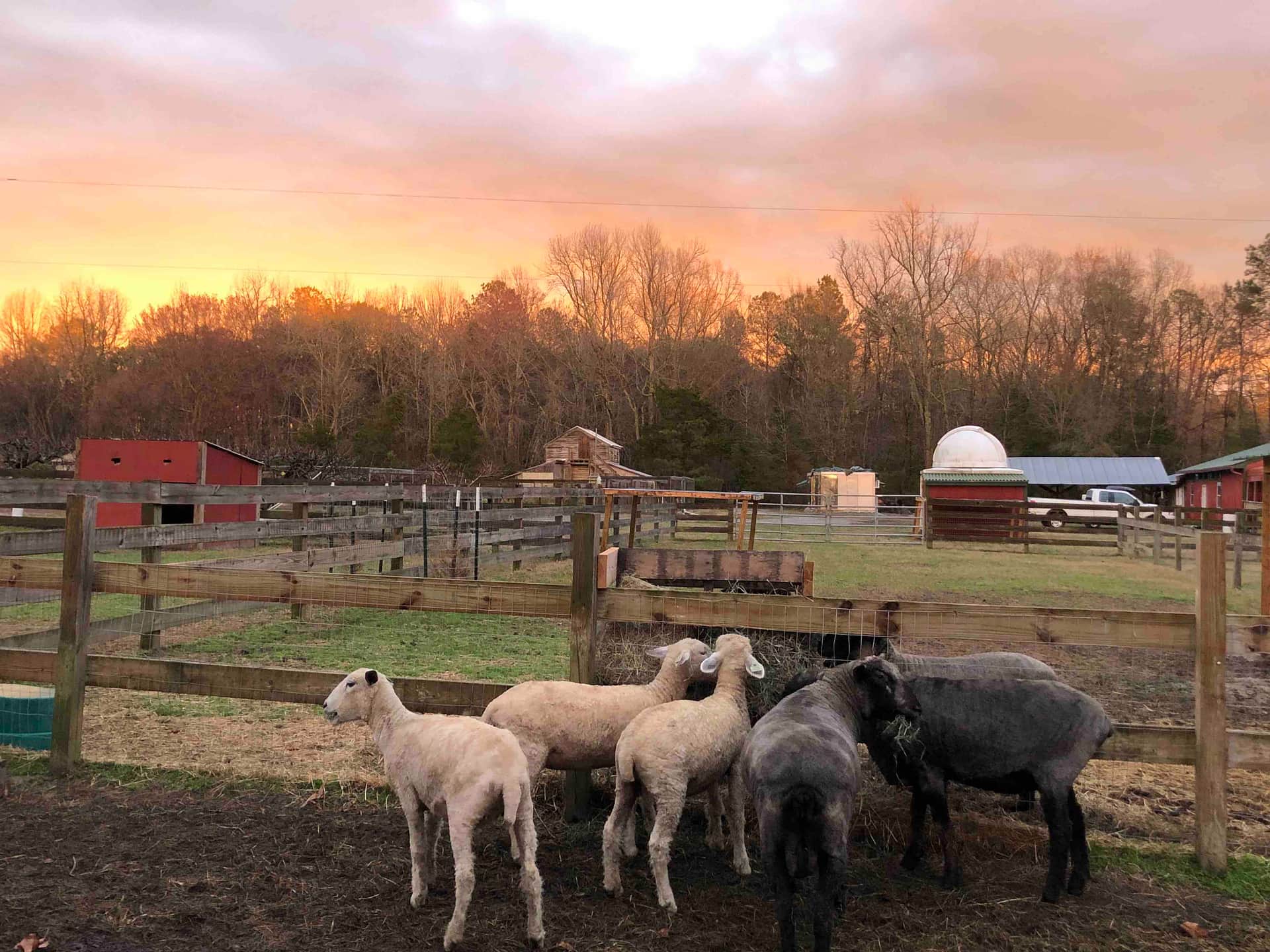 Peace Hill Farm