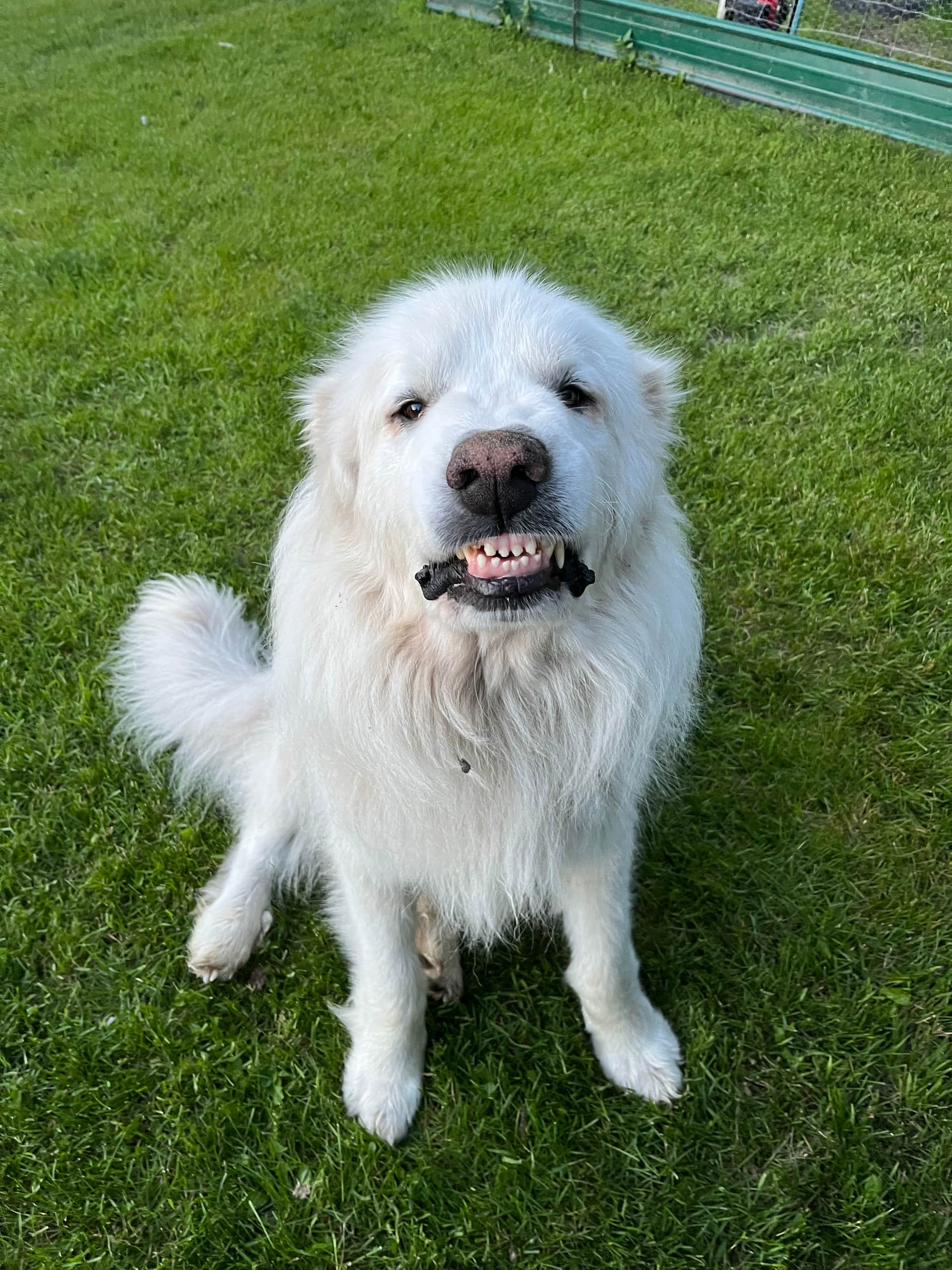 Kodi is the smiliest dog you will ever meet!
