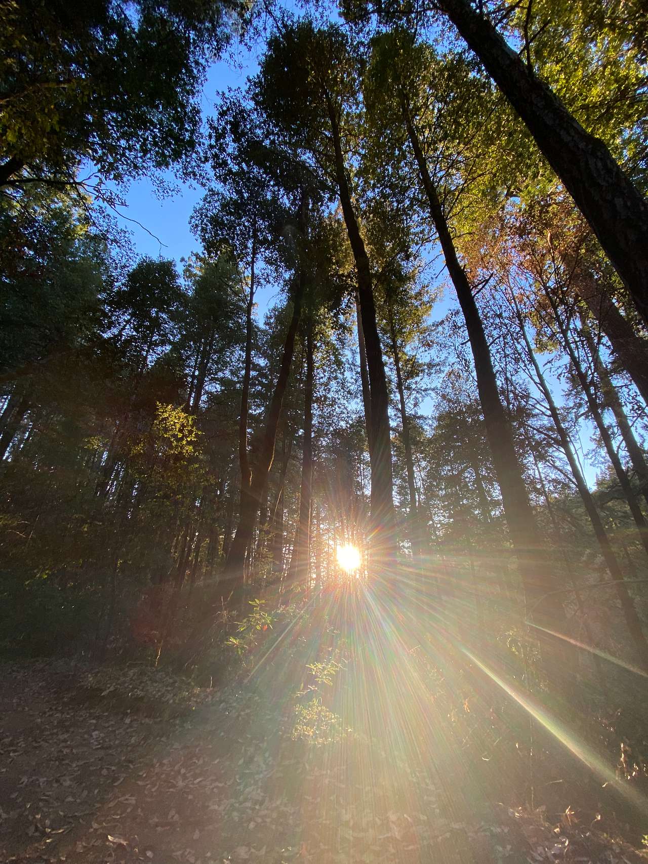 BANKS RANCH IN THE REDWOODS