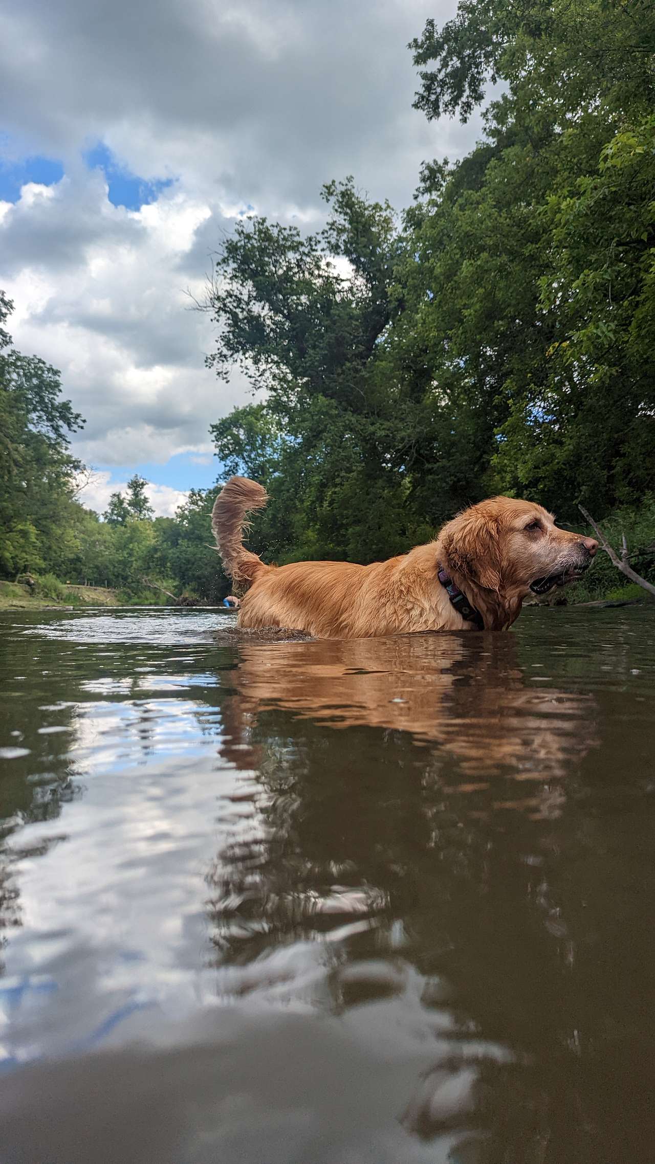 View pets photos of The Double J