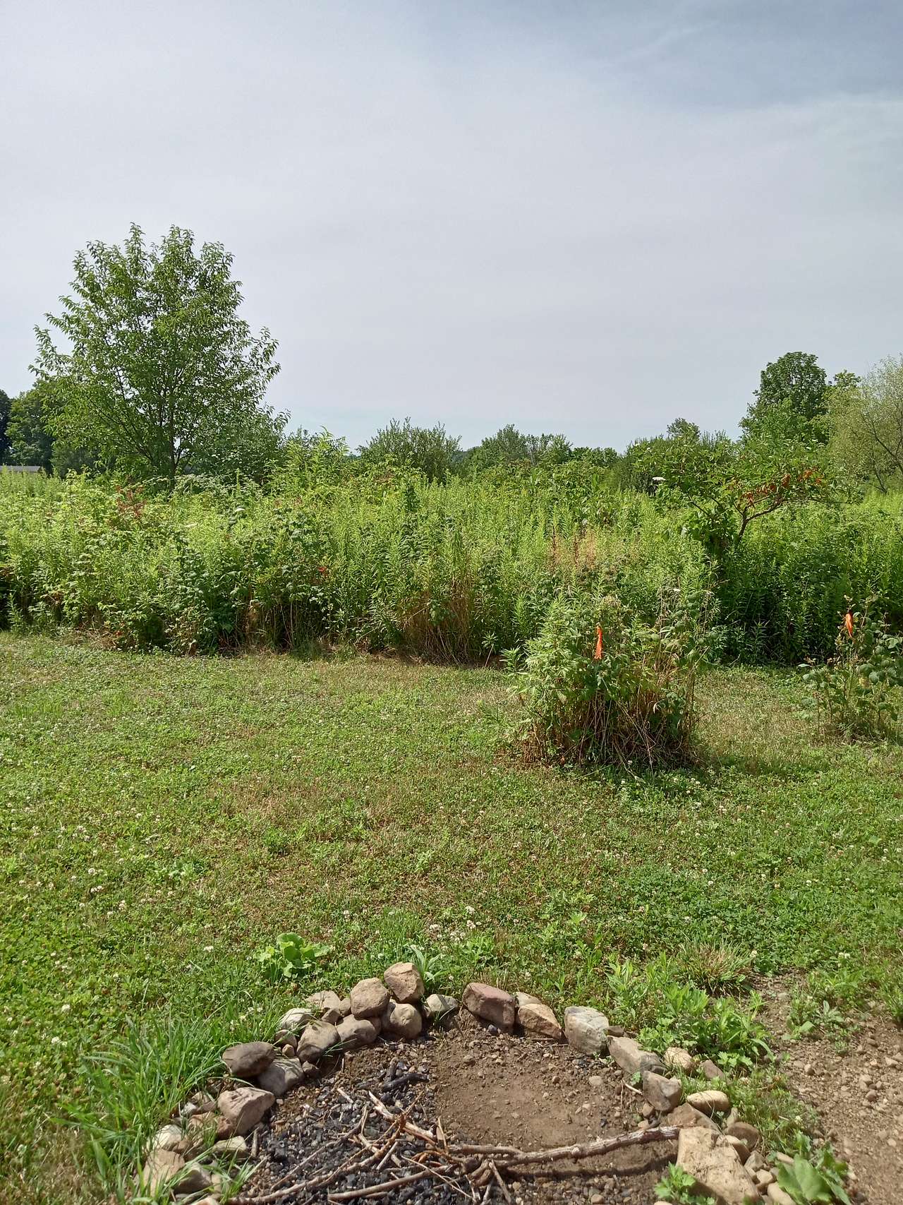 Poplar site facing south