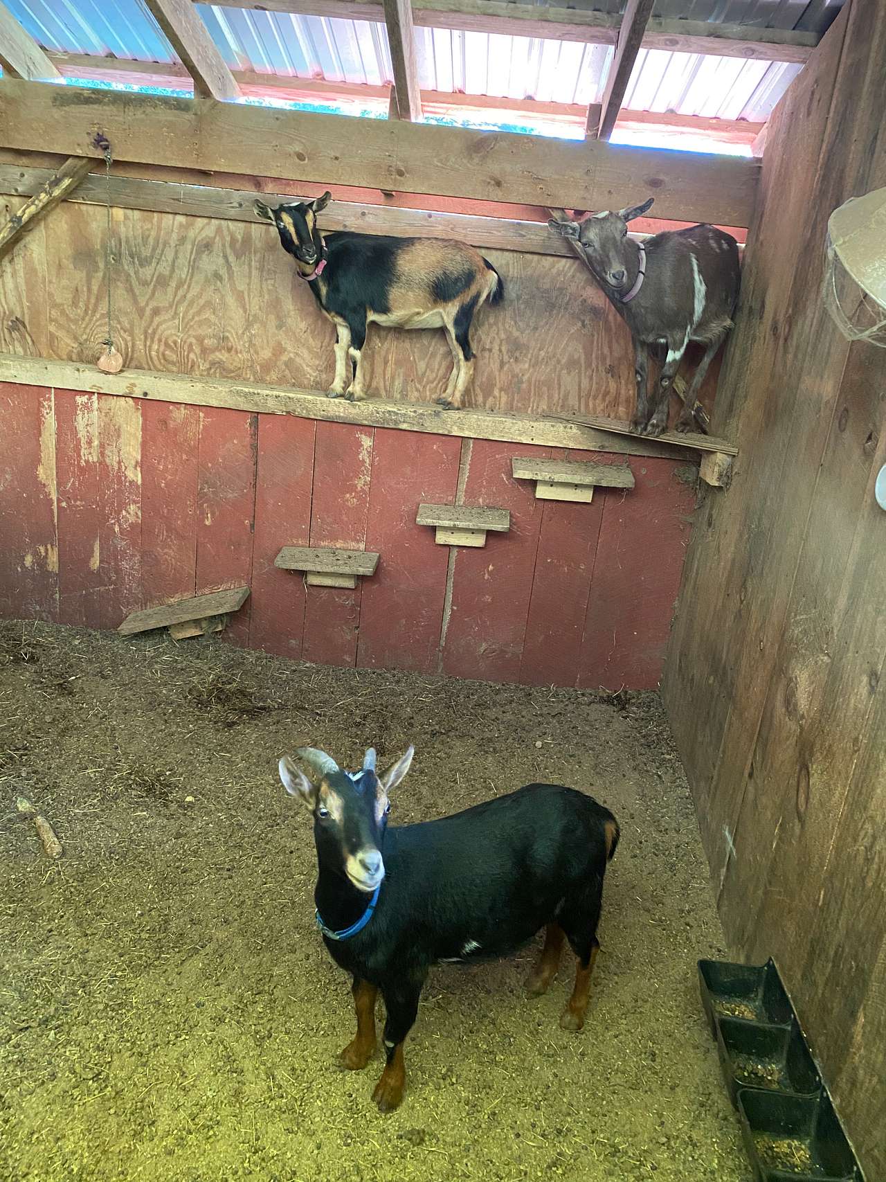 Maple Ridge Farm