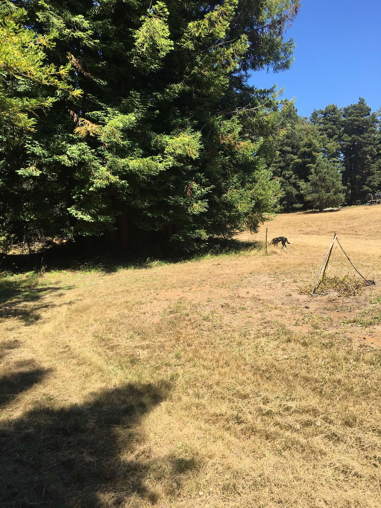 Meadow Farm & Forest