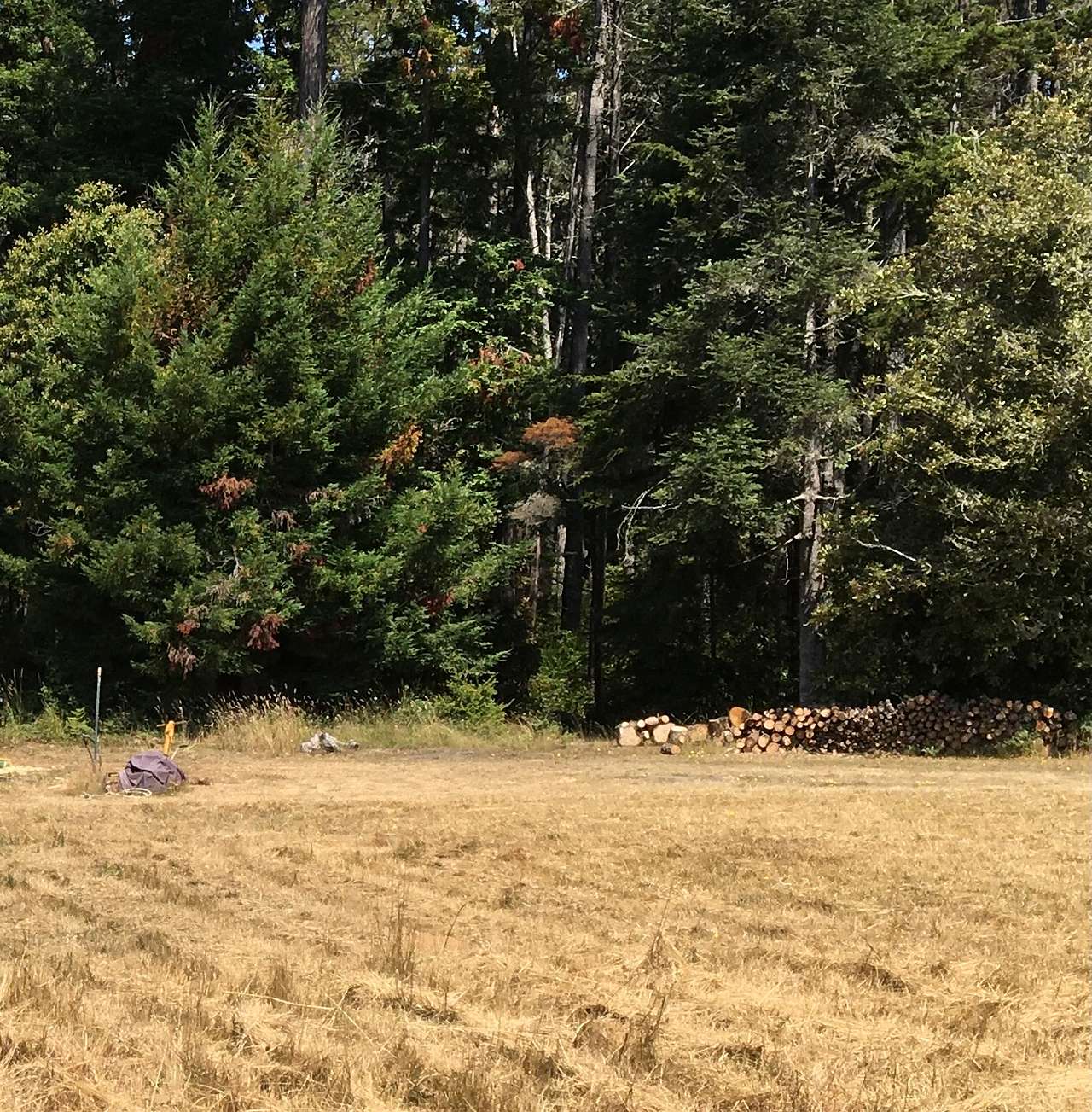 Meadow Farm & Forest