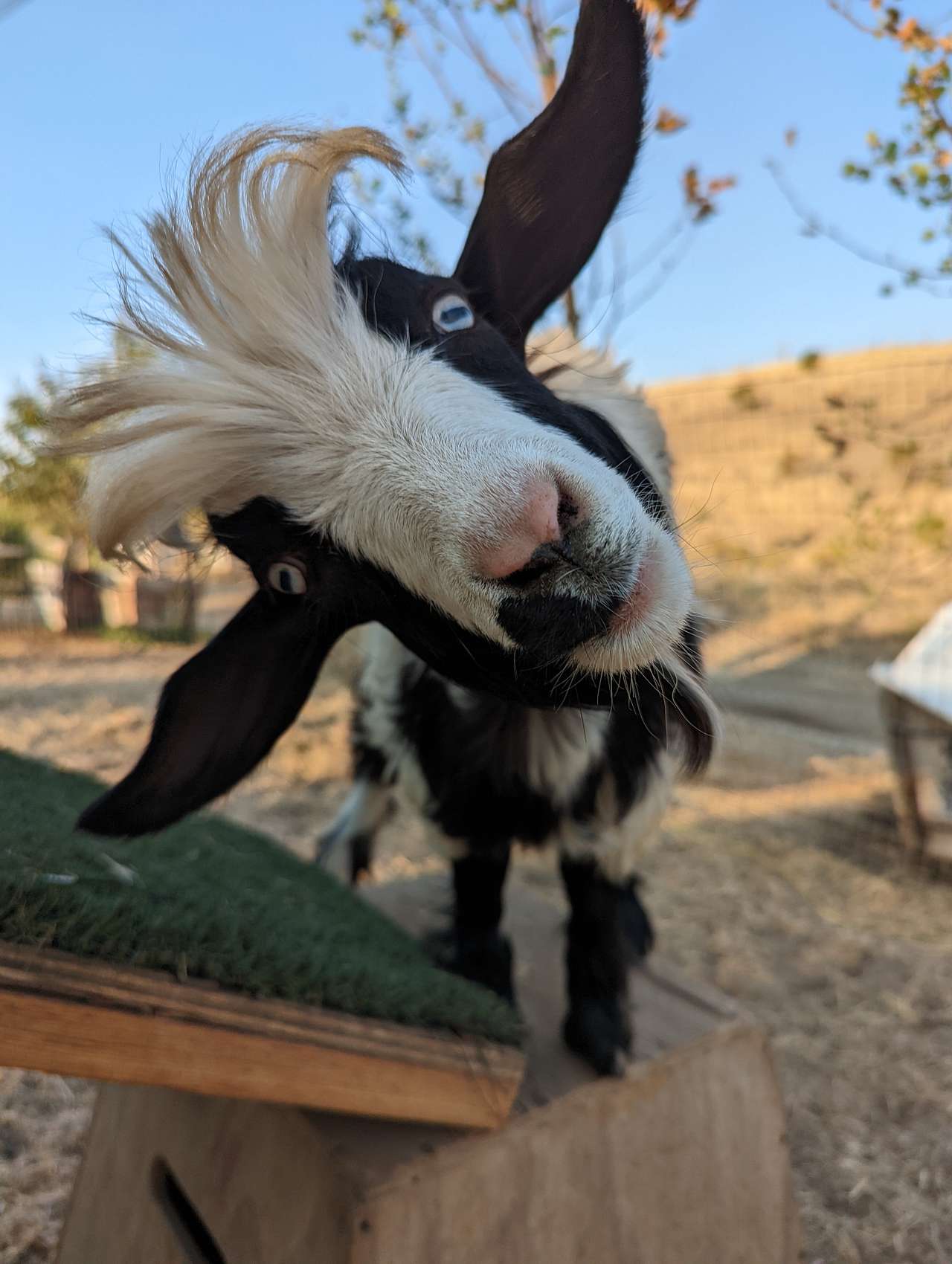 MooBahNeigh Gardens