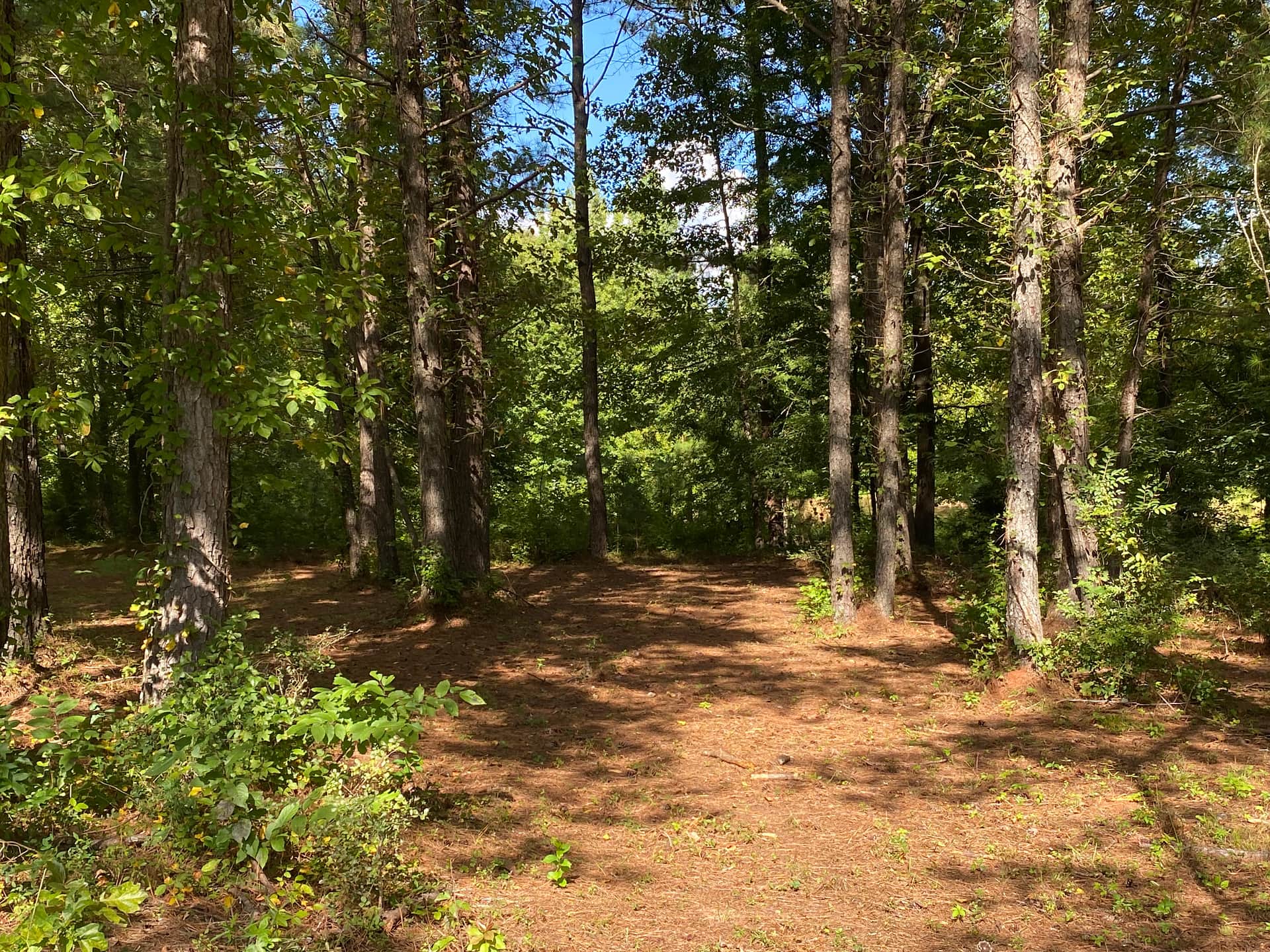 Woodland Wonderland.