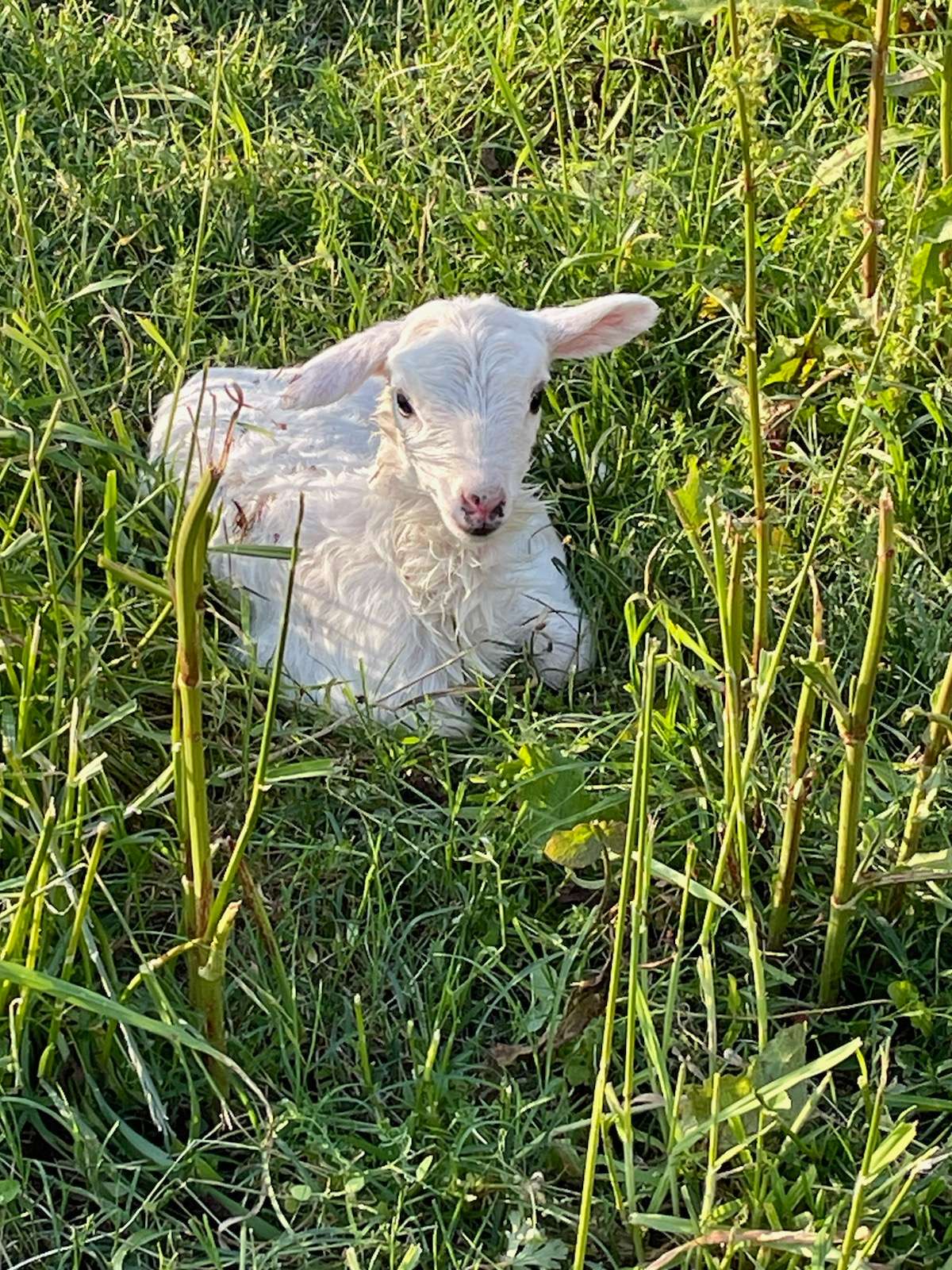 Caddo Springs Farm
